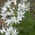 Wild garlic (ramsons) Wild garlic (ramsons)