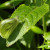 Green veined white butterfly at Salthill Green veined white butterfly at Salthill