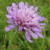 Scabious at Salthill Scabious at Salthill