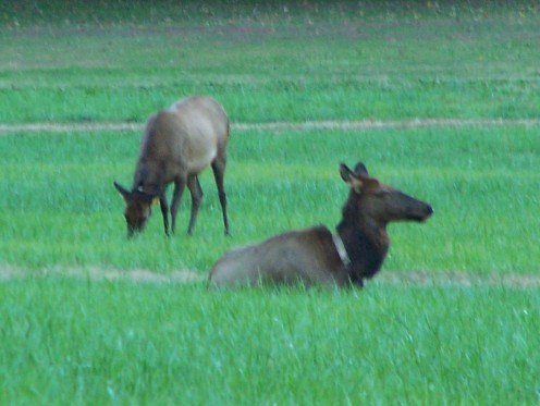 Elk at Oconaluftee Visitor Center