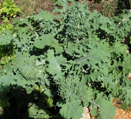 Kale - a superfood full of vitamins and minerals