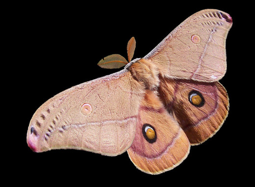 An Emperor Gum Moth in Flight