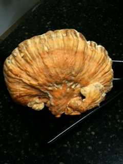 Chicken of the Woods after harvest 