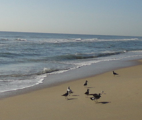 Seabirds at Oceanfront Park, Boynton Beach, Fl