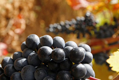 Tempranillo Grapes