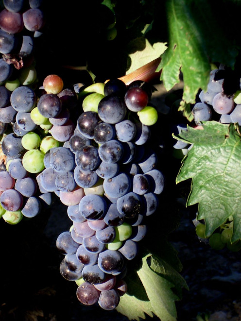 Grenacha Grapes