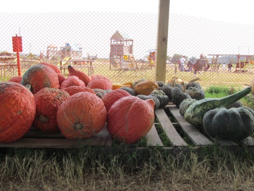 How nice, every student got to pick their own pumpkin to take home