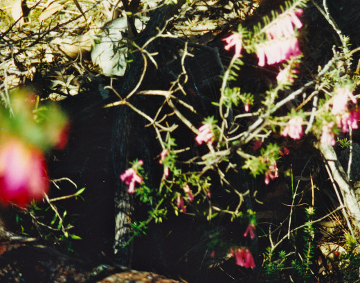 Red Heath Hiding in a Cleft of Grampians Rock