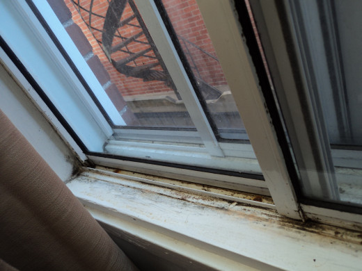 the window
