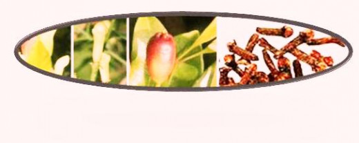 clove