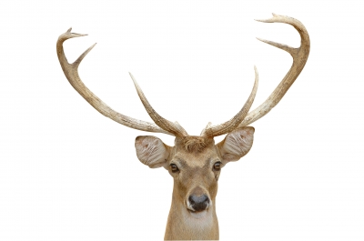 An Eld's deer with mature antlers.