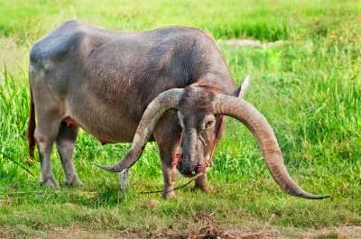 A Long-Horn Buffalo with its massive-looking horns.