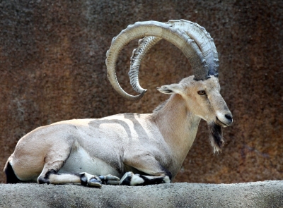 An Ibex Goat with its curved horns.