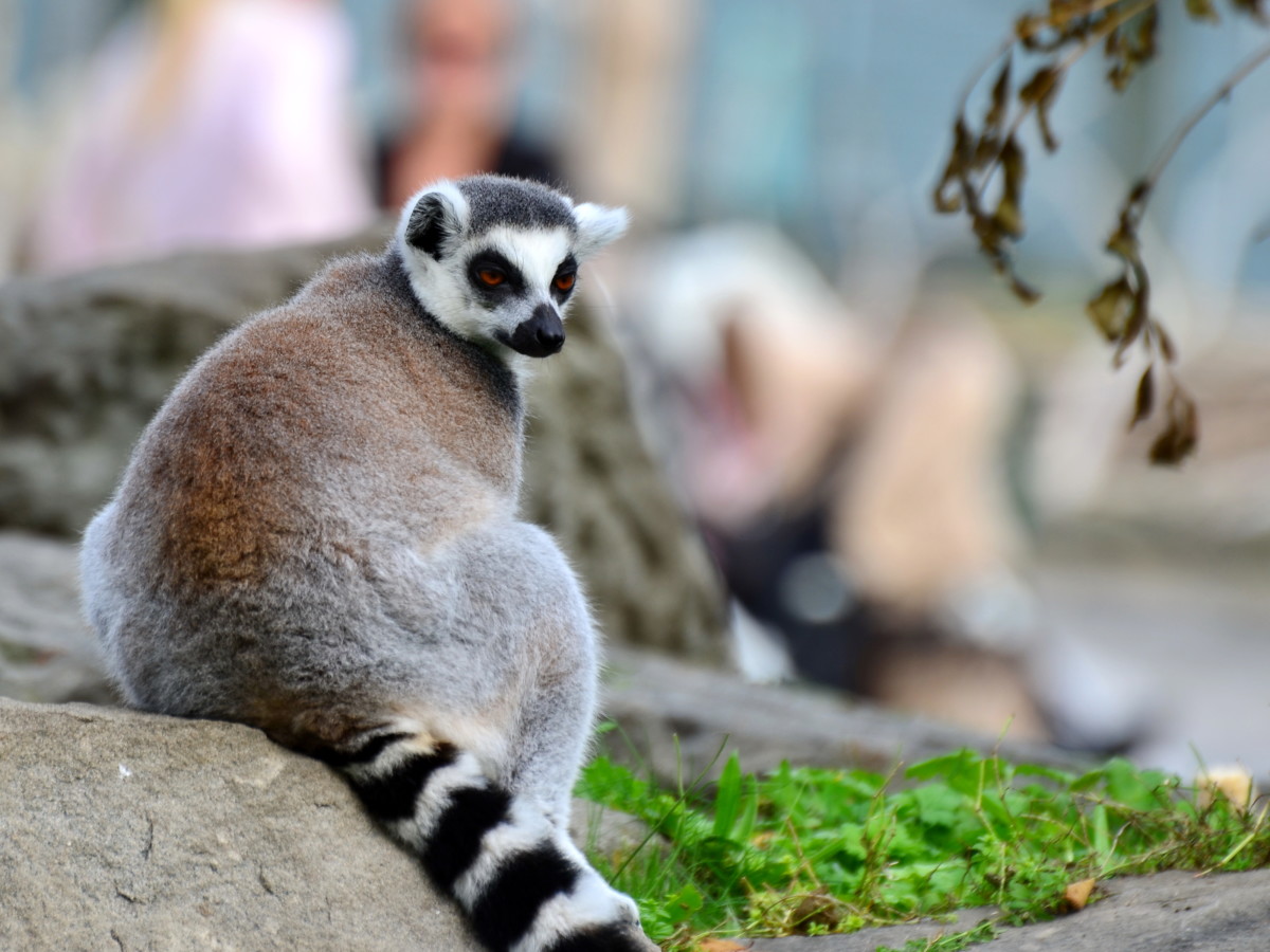 Lemurs communicate through smells that they secrete. 
