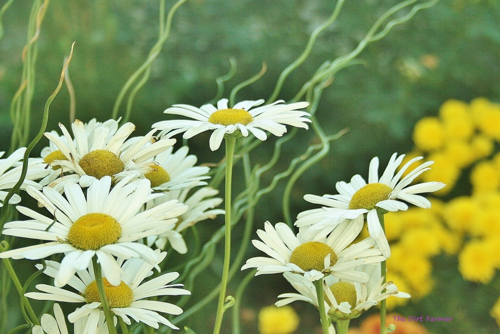Are Montauk Daisies Deer Resistant at Becky Fiore blog