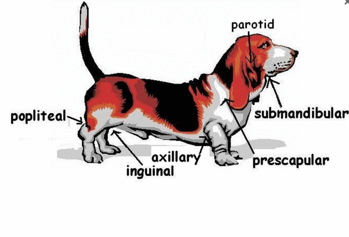 Dog Inguinal Swelling and Trouble Defecating Can Be an Inflamed Lymph