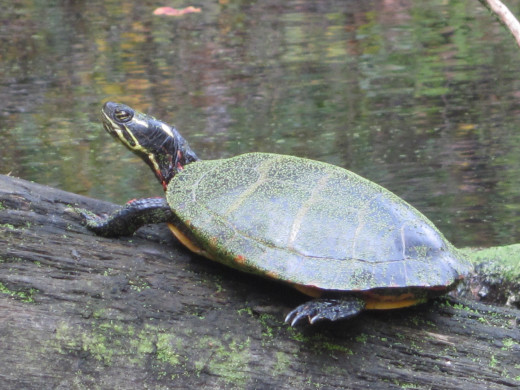 I took this picture while kayaking the Blackstone River in MA.  These turtles are actually remarkably fast in the water.  But I suppose a turtle still tends to convey the "slow" idea just about as good as anything.