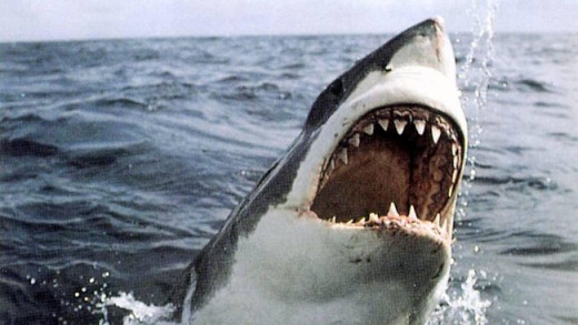 great white shark breeching the water