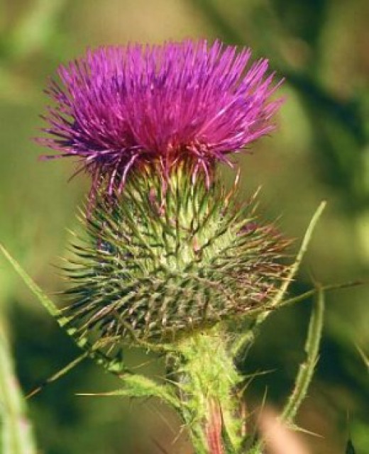 Win the Battle! Methods on How To Kill Thistles HubPages