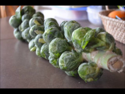 How To Roast Brussel Sprouts On The Stalk