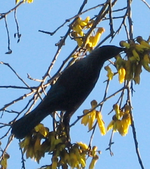 Tui or parson bird a native New Zealand bird, the only honeyeater.