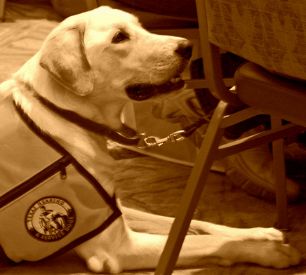Service dogs must be well behaved in the public. Service dogs must be well behaved in the public.