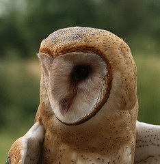 Barn Owls are absolutely beautiful birds!