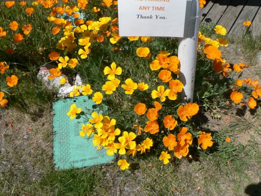 Gotta love those flowers!