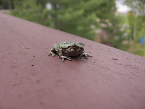 As beautiful as amphibians get...this fellow is pretty charming!