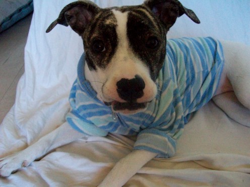 Temperature Dogs Can Withstand Temperature Dogs Can Withstand