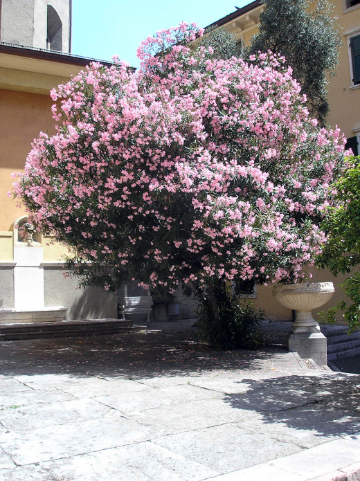 An oleander tree. Delightful flowers, stems and bark, but highly toxic. 