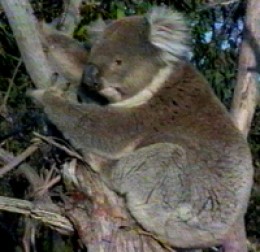  Australian  Marsupials  HubPages