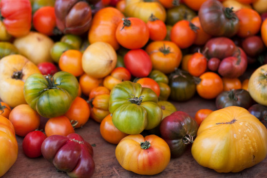 Open pollinated tomatoes come in all kinds of shapes and colors