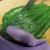 Cut Chayote squash along the crease line Cut Chayote squash along the crease line