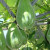 Prickly Chayote squash Prickly Chayote squash