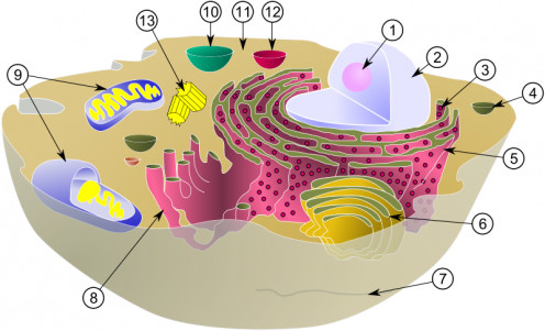 Animal Cell With Golgi Apparatus