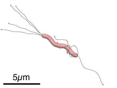 H. Pylori lives in the digestive tract of some humans