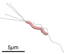 Helicobacter Pylori Live in the Digestive System of Humans