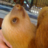 pichiquin profile image