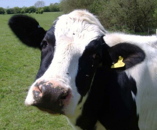 My animal friend