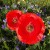 Poppies and hoverflies