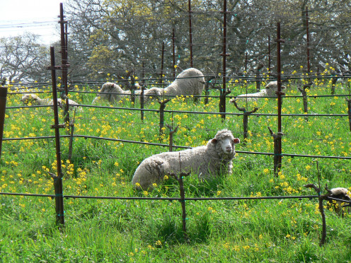 Lake Hennessey, Napa Ca God's little lambs