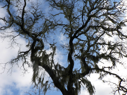 Trees loose their leaves only to get a whole new crop in the new year!