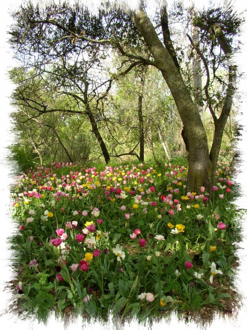 A field of tulips, fresh and new each spring near Rutherford, Ca.