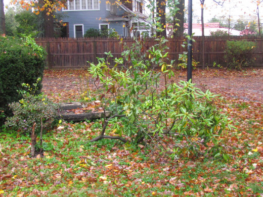 Shrubbery that was destroyed during the storm.