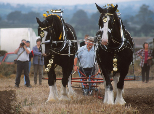 Ploughing with shirehorses
