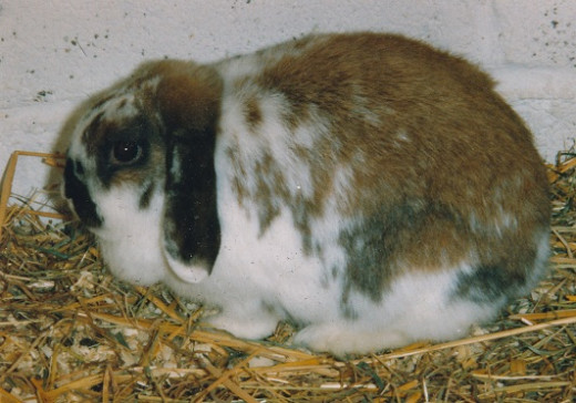 Dwarf lop rabbit
