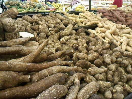 cassava and taro.