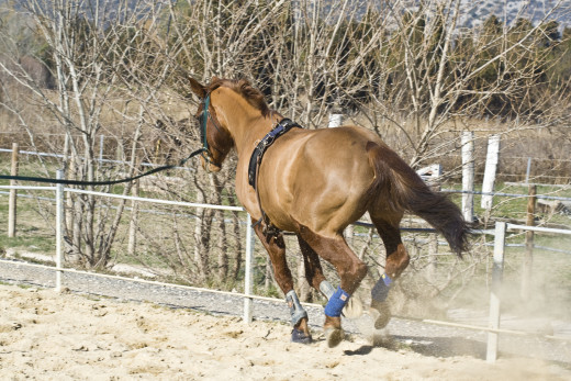Lunging is good for horse training and as part of an exercise program.