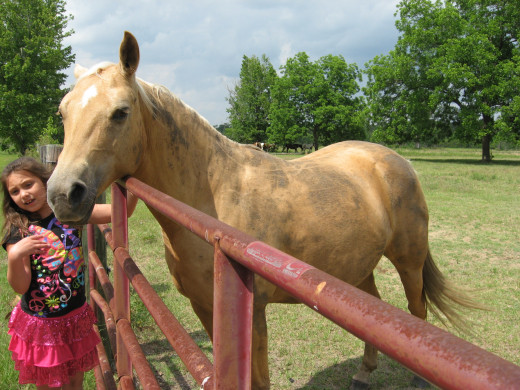 Nugget is in need of some horse grooming!